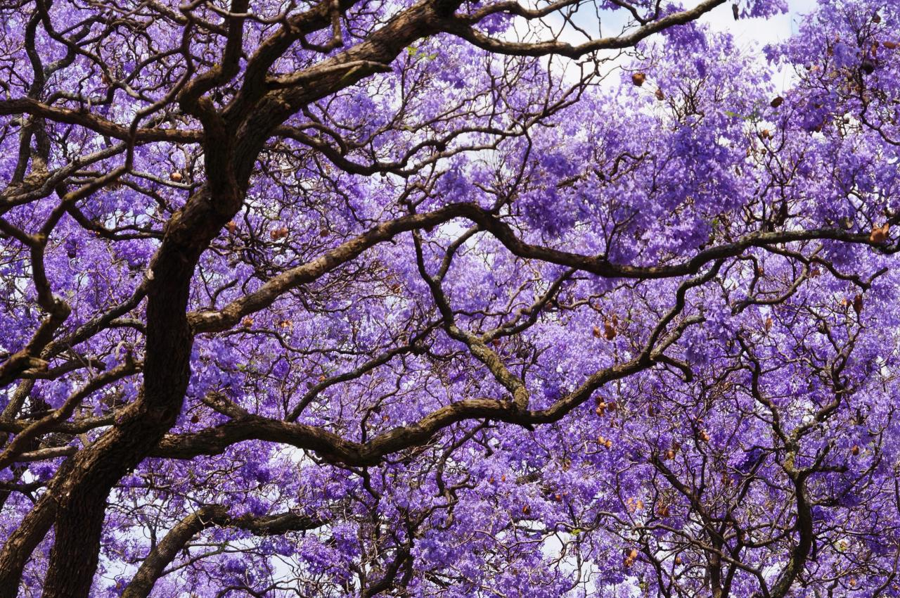 Jacaranda Tree 101: Essential Tips for Growing and Maintaining This Gorgeous Tree