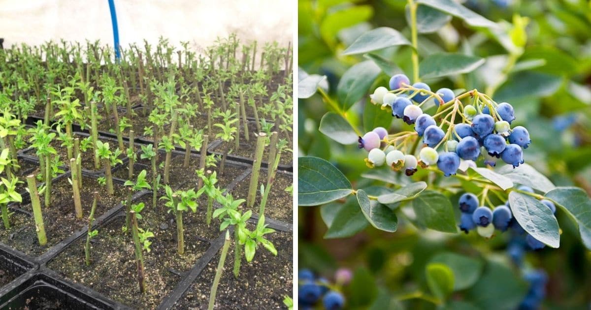 Propagate Blueberry Bushes: Achieve a Thriving Berry Garden