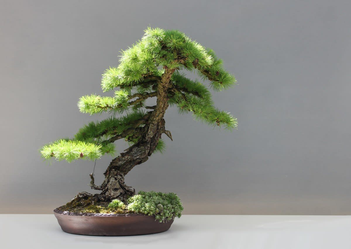 Bonsai Care 101: How to Keep Your Tree Alive and Healthy