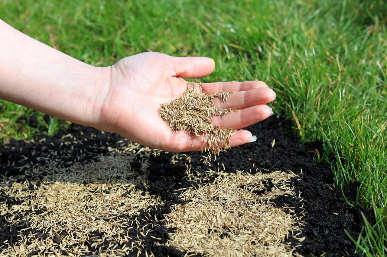 The Top Tips for Timing Your Grass Seed Planting in the UK