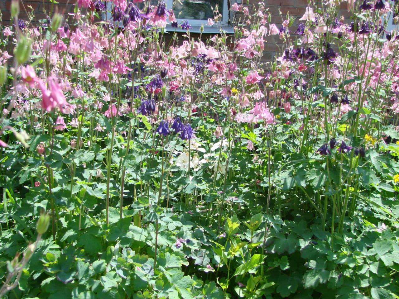 How to Maximize the Potential of Your Columbine Plants