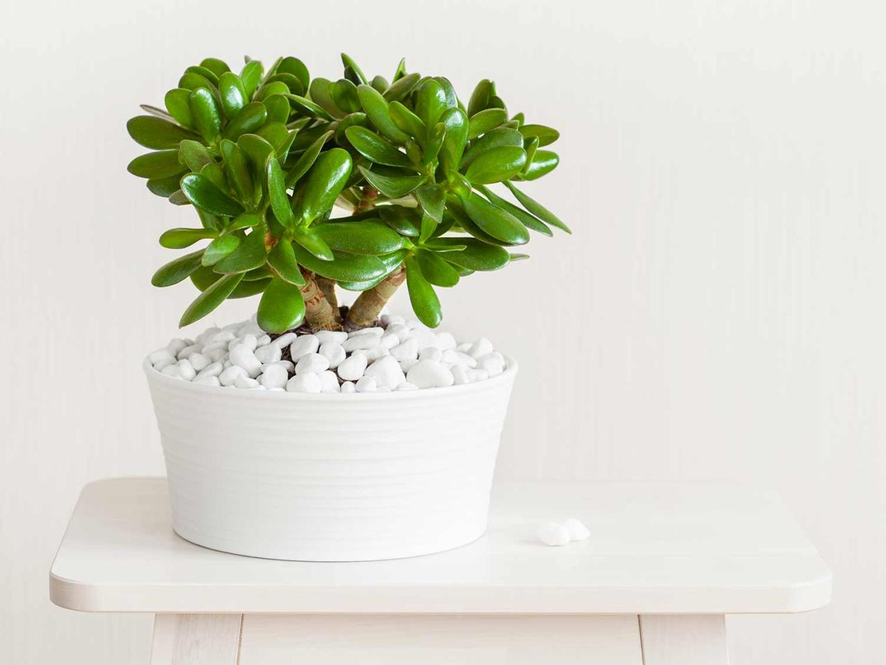 Money Plant Care For Every Room In Your House