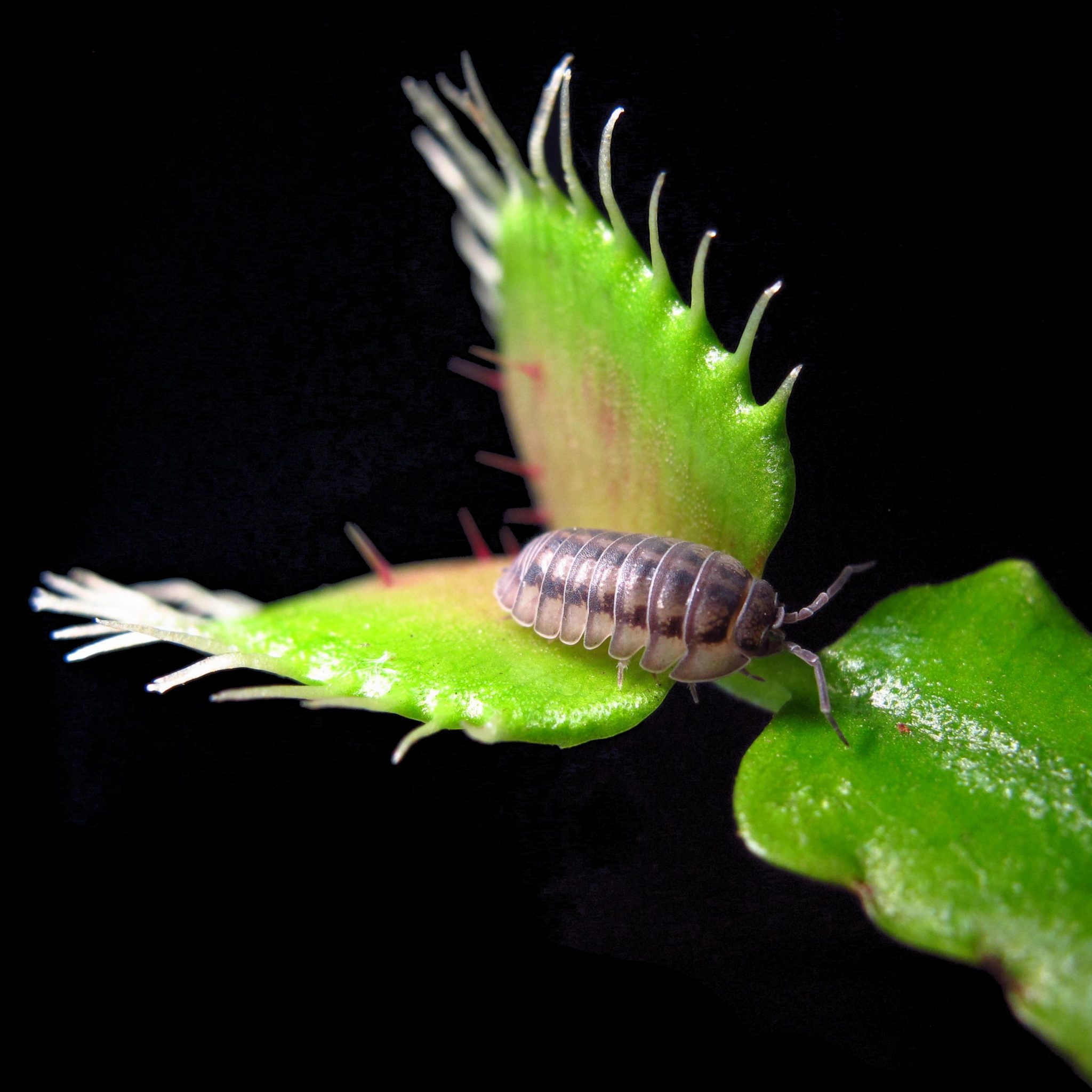 The Hidden Secrets of Venus Fly Trap Propagation Revealed