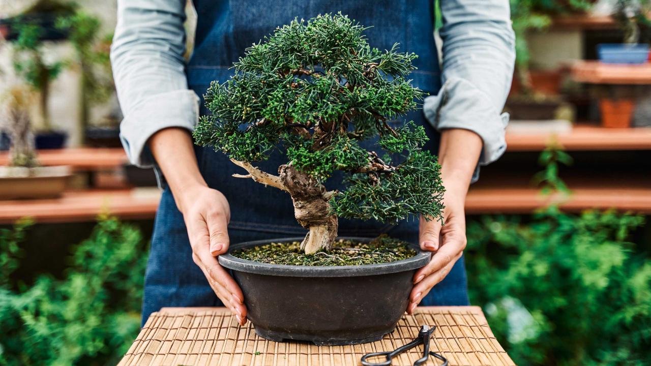 Best Tips For Caring For Your Bonsai: A Guide to Success