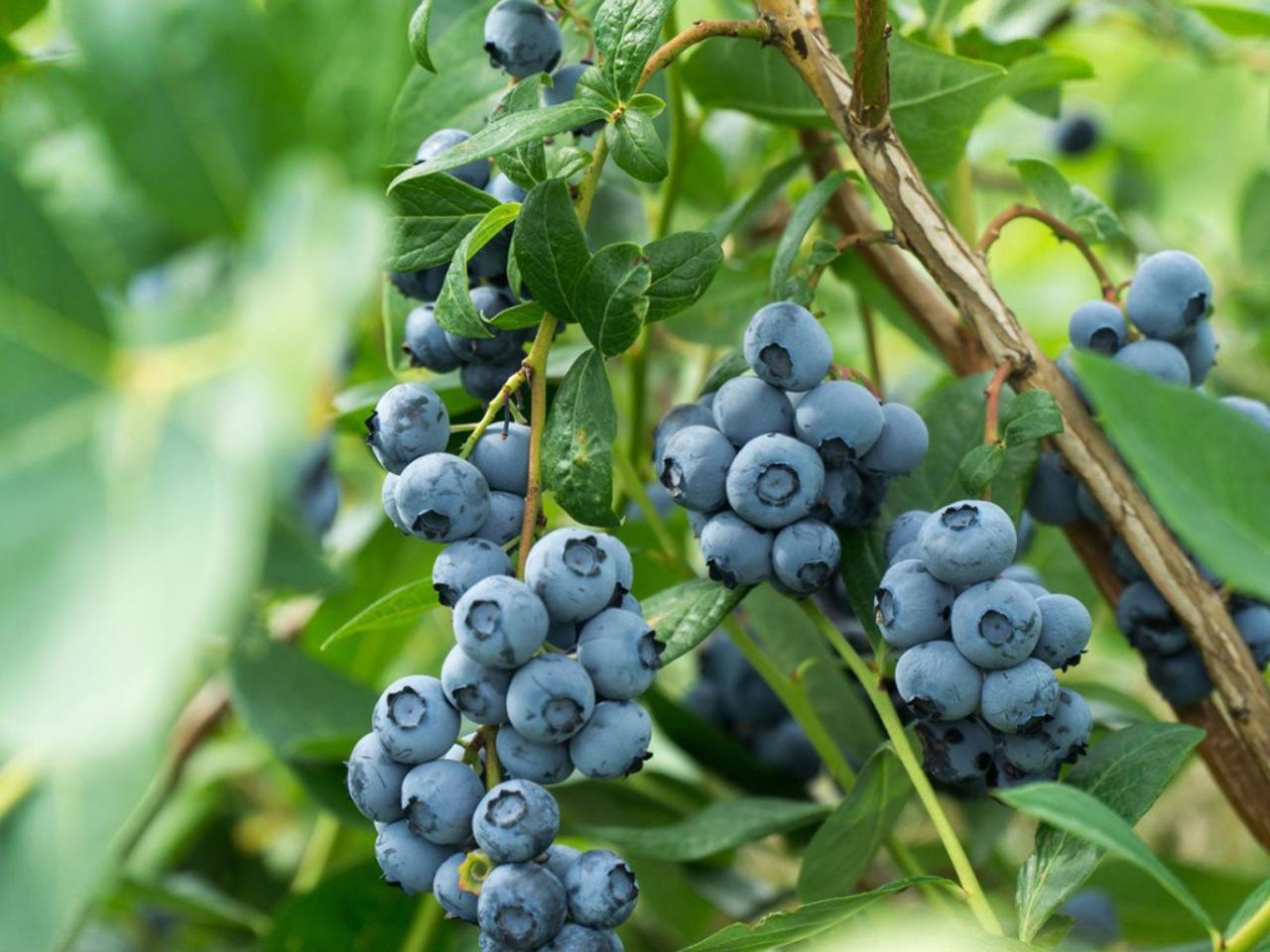 How to Propagate Blueberry Bushes and Achieve a Thriving Berry Garden