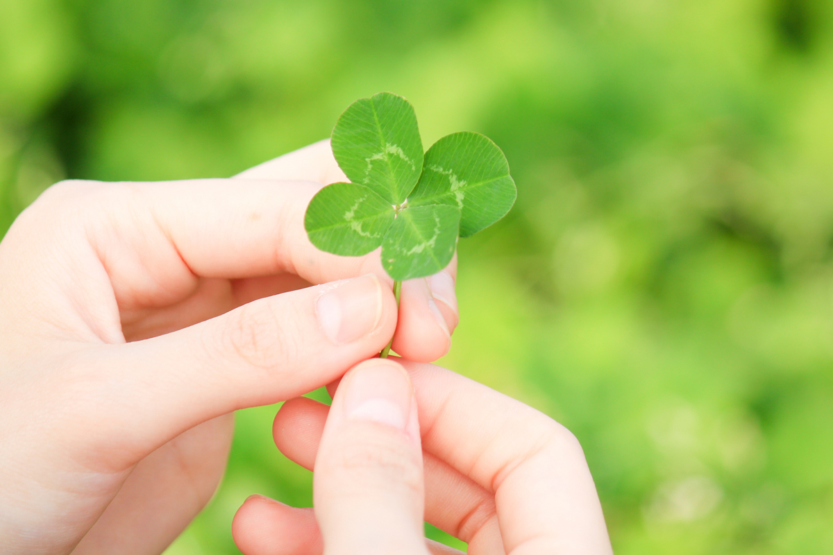 How to Find and Grow Your Own Four Leaf Clover for Prosperity