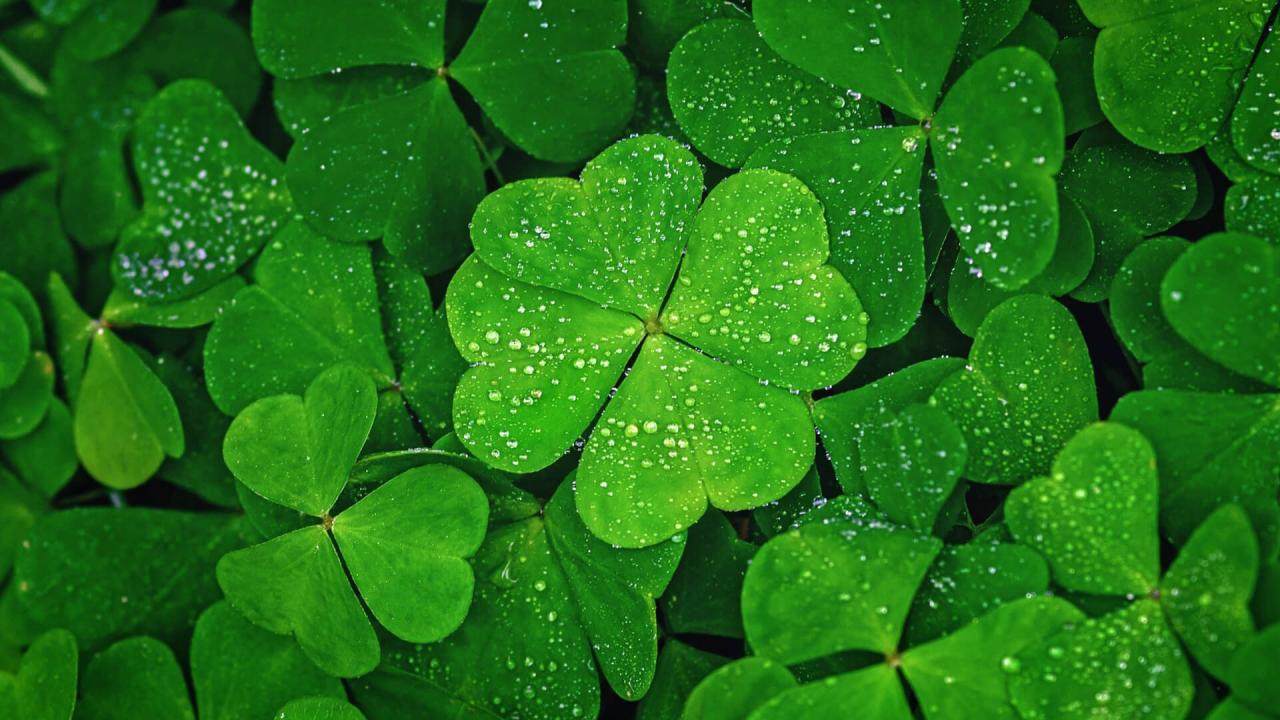 The Essential Tips for Growing Four Leaf Clovers for Good Luck