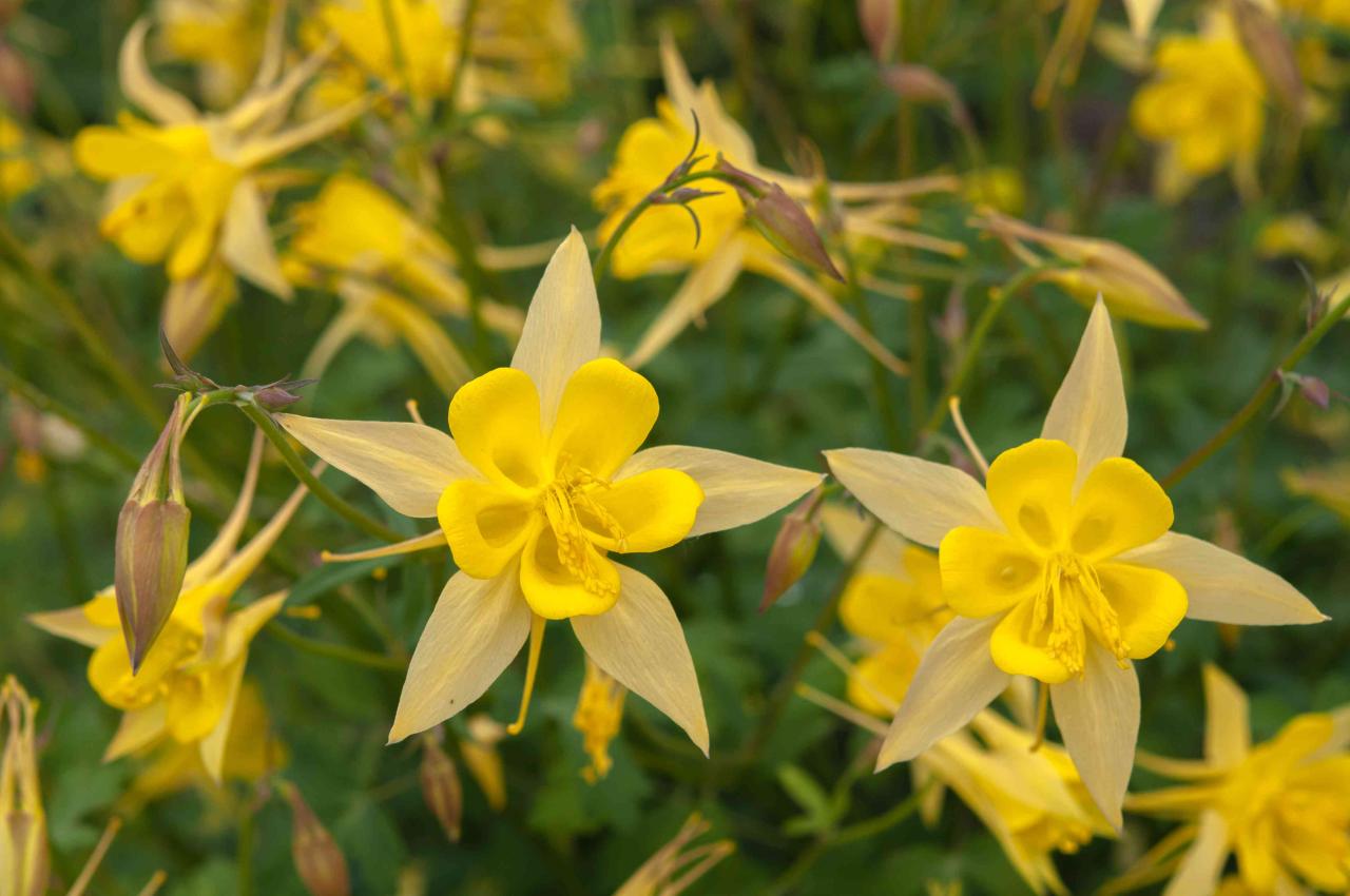 How to Maximize the Potential of Your Columbine Plants