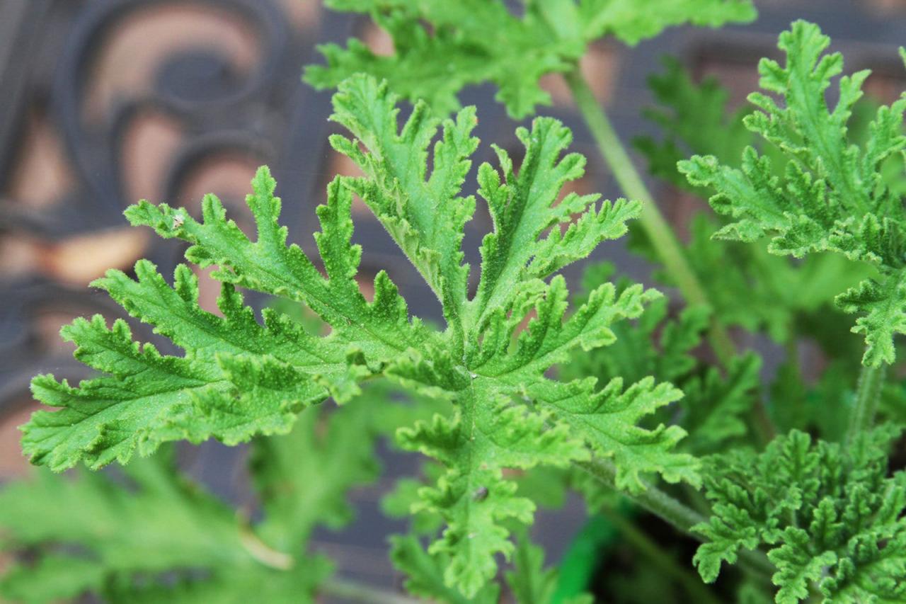 How to Use Citronella Plant for a Beautiful and Pest-Free Outdoor Space