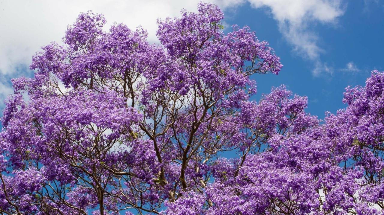 How to Achieve a Thriving Jacaranda Tree: Essential Tips for Gorgeous Blooms