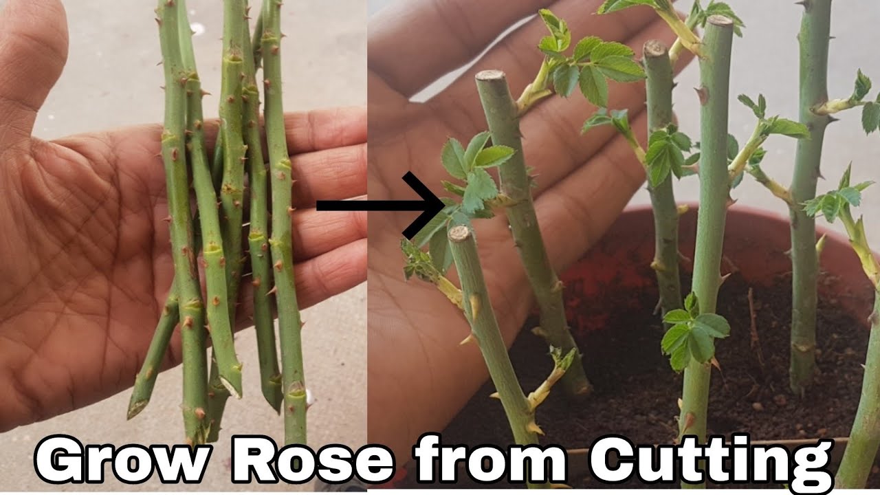 Turn Rose Cuttings into Blooms: Propagate Roses Like a Gardening Guru