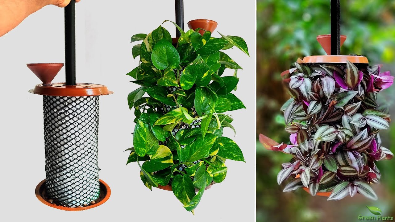 Money Plant Care For Every Room In Your House