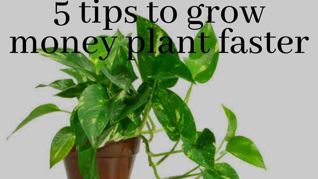 Money Plant Care For Every Room In Your House