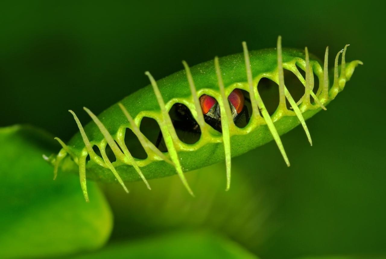 The Hidden Secrets of Venus Fly Trap Propagation Revealed