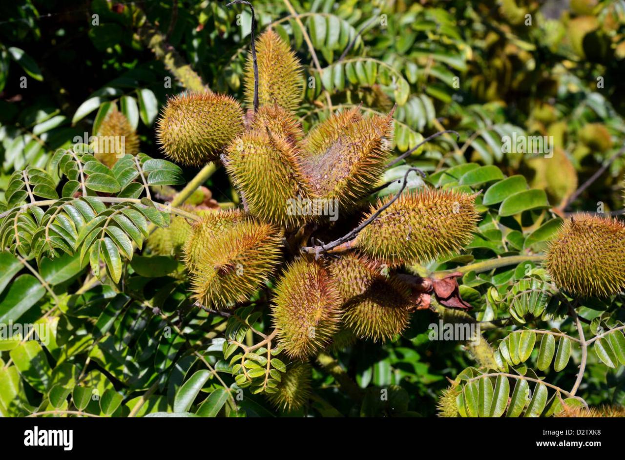 How Spiky Seeds Are Designed for Protection and Propagation