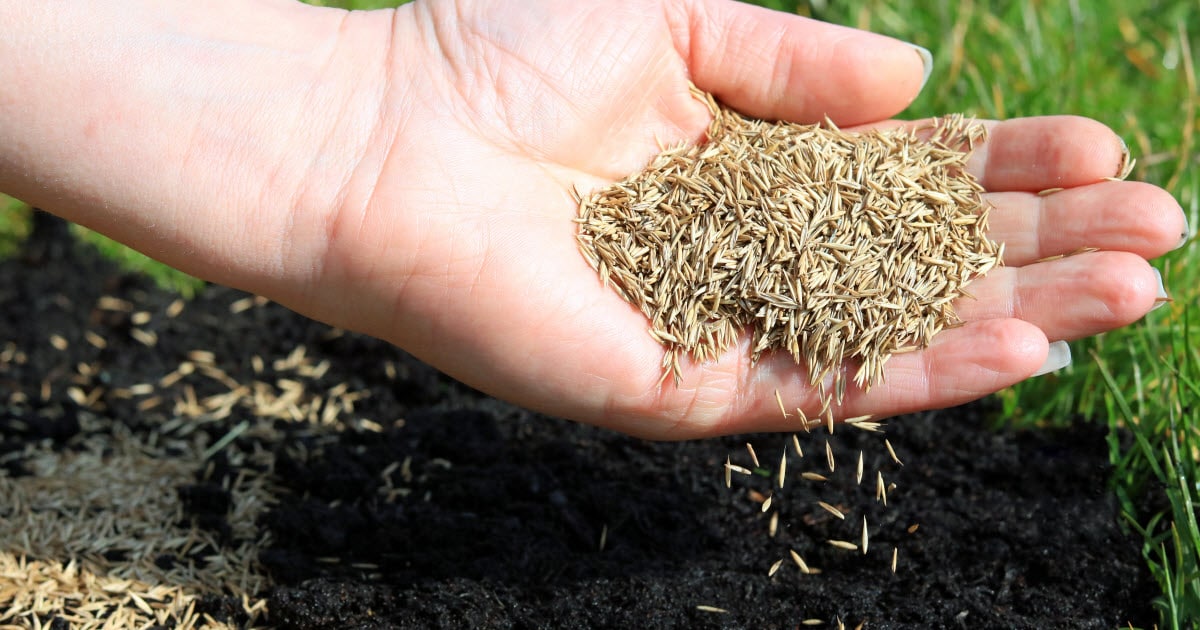 The Top Tips for Timing Your Grass Seed Planting in the UK